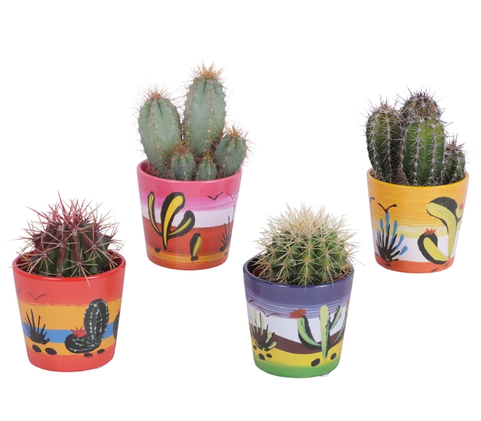 <h4>Cactus mix Ø8,5cm in Ceramic Pot Mexico Ø10cm</h4>