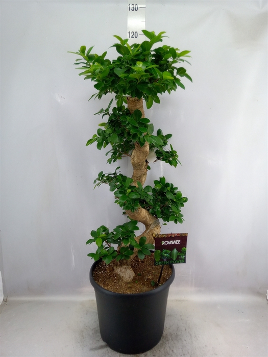 Ficus microcarpa 'Ginseng'