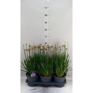 Allium  'Millenium'