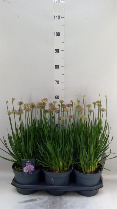 <h4>Allium  'Millenium'</h4>