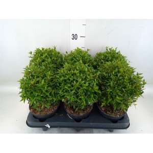 Myrtus communis