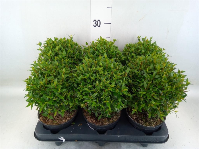 <h4>Myrtus communis</h4>