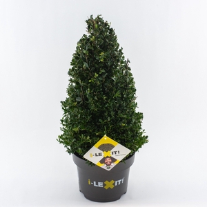 Ilex crenata Dark Green, P23, Kegel 40-50cm
