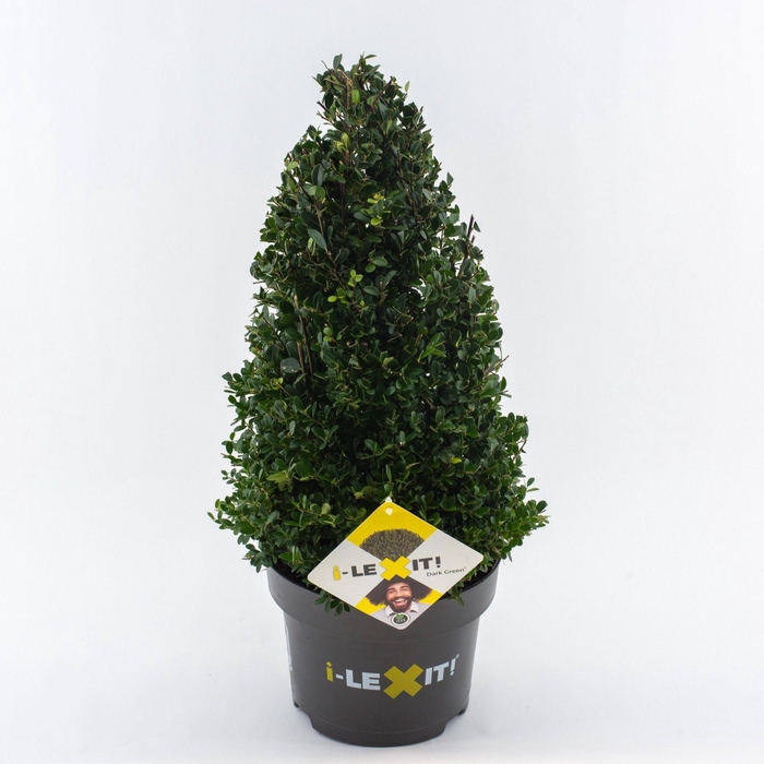<h4>Ilex crenata Dark Green, P23, Kegel 40-50cm</h4>