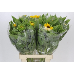 Helianthus Vincent's Choice