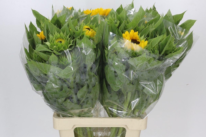 <h4>Helianthus Vincent's Choice</h4>