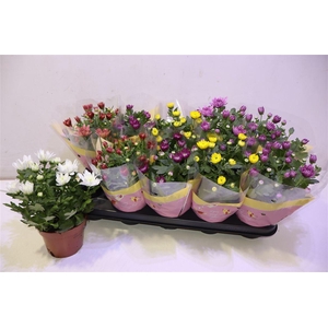 arr8 Chrys Gevuldbl Gem