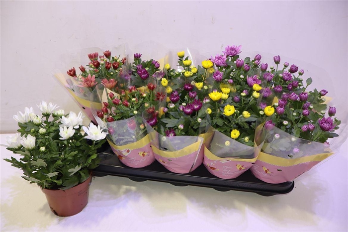 <h4>arr8 Chrys Gevuldbl Gem</h4>