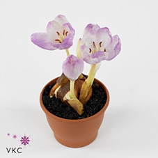 COLCHICUM GIANT