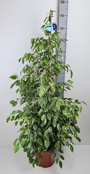 <h4>FIC BE GOLDEN KING P27 135CM</h4>