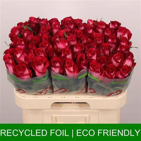 <h4>Rosa grootbloemig Nicoletta</h4>
