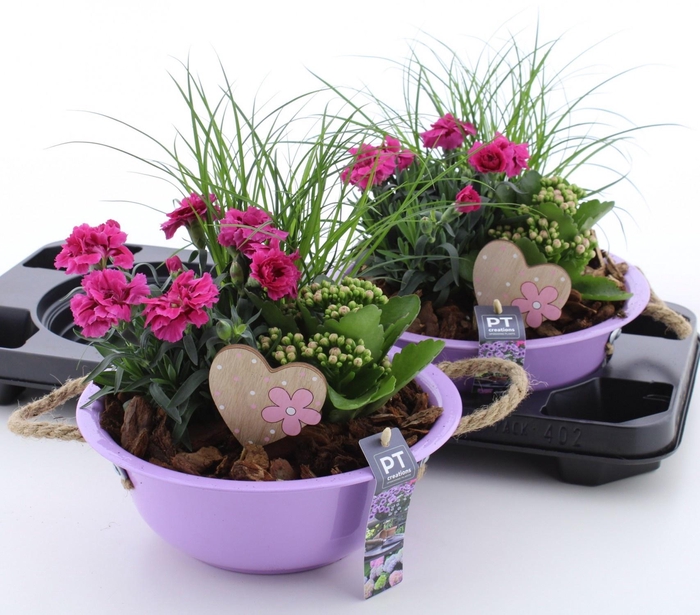 <h4>ARR TUINPLANTEN</h4>