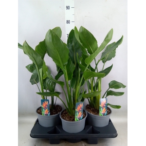Strelitzia reg.   ...no flowers