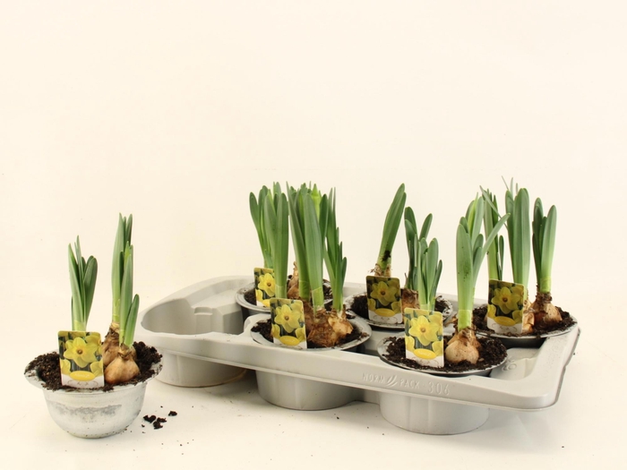 <h4>NARC T LUCKY NUMBER</h4>