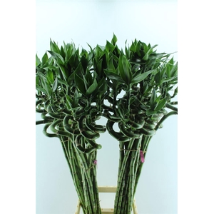 Drac S Lucky Bamboo