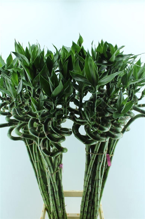 <h4>Drac S Lucky Bamboo</h4>