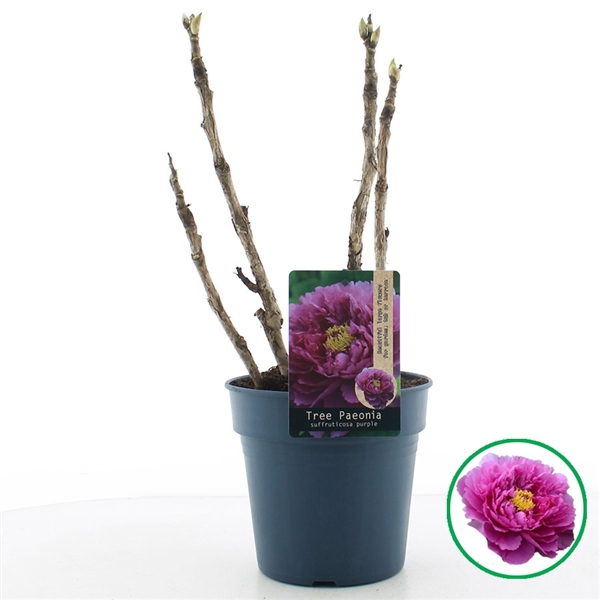 <h4>Paeonia suffruticosa Paars C3 (19cm.)</h4>