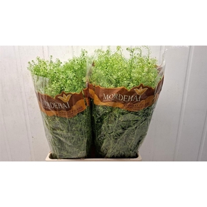 LEPIDIUM GREEN BELL 25 GR.