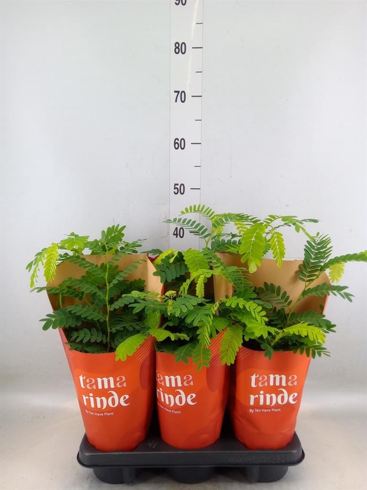 <h4>Tamarindus indica</h4>