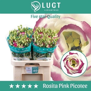 Lys Dub Rosita Pink Picotee