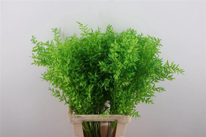 <h4>Pres Ruscus Moss Green P Stem</h4>