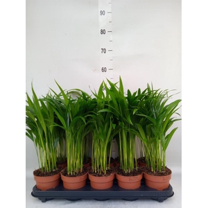 Dypsis lutescens   ...Chrysalidoca