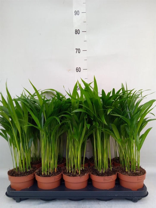 <h4>Dypsis lutescens   ...Chrysalidoca</h4>