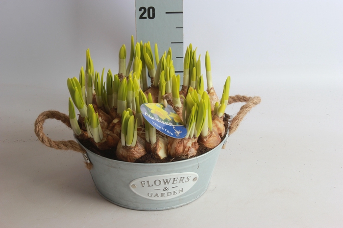 <h4>ARR NARCISSUS</h4>