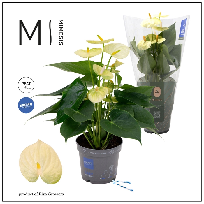 <h4>Mimesis Anthurium KARMA Lime - 12cm</h4>