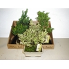 Bonsai   ...mix