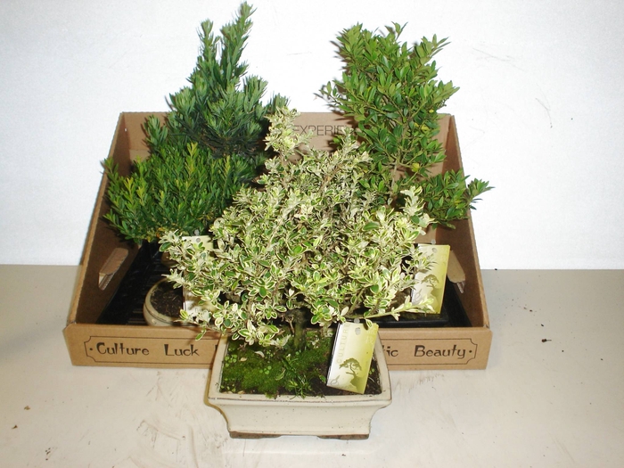 Bonsai   ...mix