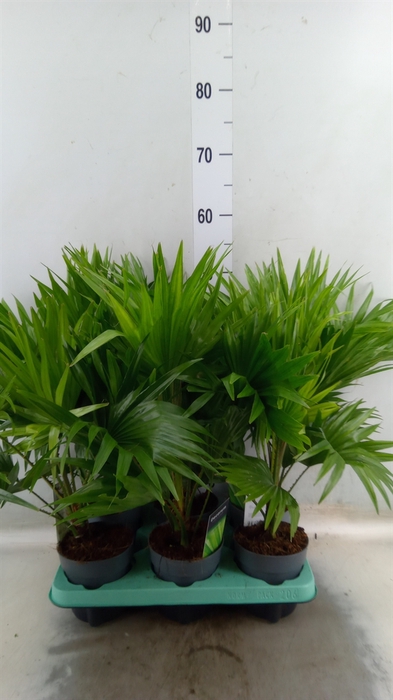 <h4>Livistona rotundifolia</h4>