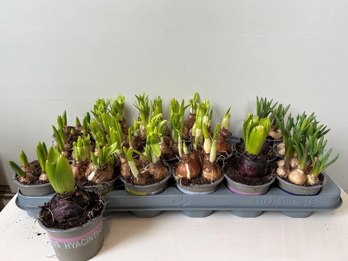 <h4>BOLBLOEMEN GEM</h4>