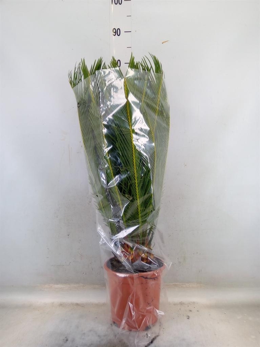 <h4>Cycas revoluta</h4>