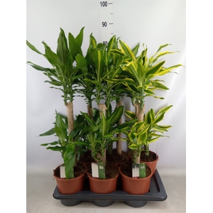 Dracaena frag.   ...mix 3