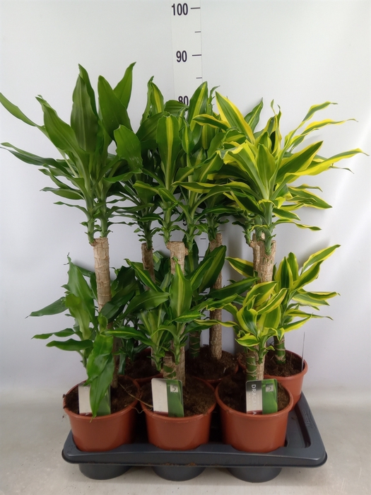 <h4>Dracaena frag.   ...mix 3</h4>