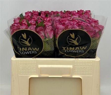 <h4>R Gr Deep Purple</h4>