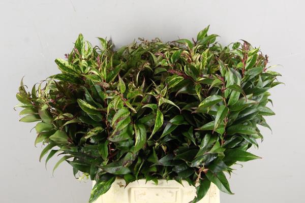 <h4>Leucothoe Rainbow Groen</h4>