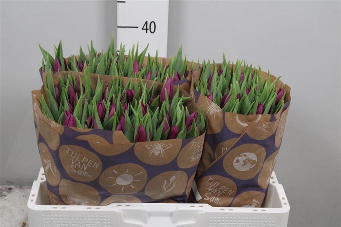 <h4>Tu En Laptop</h4>