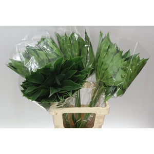 Philodendron Fun Bun