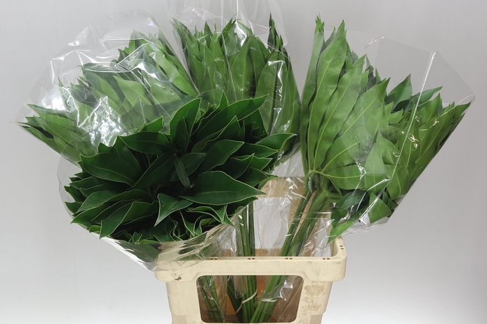 <h4>Philodendron Fun Bun</h4>