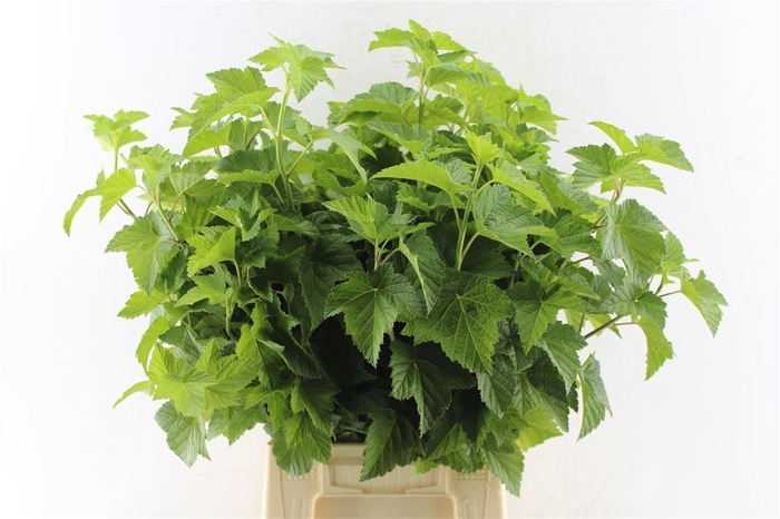 <h4>Cassis Blad</h4>