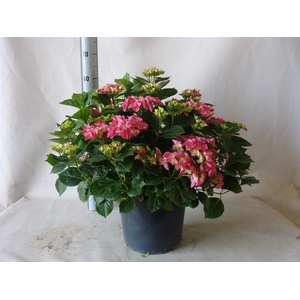 Hydrangea mac. 'Early'