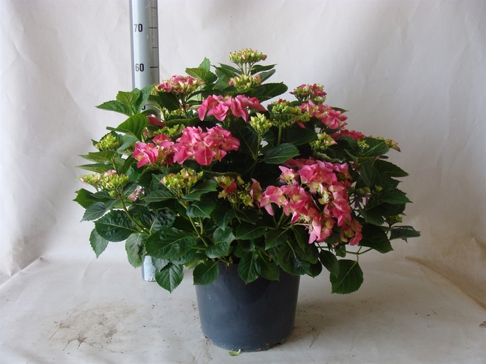 <h4>Hydrangea mac. 'Early'</h4>