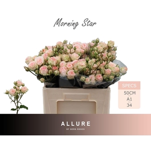 Rosa spray morning star