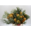 Banksia Collina