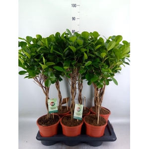 Ficus microcarpa 'Moclame'