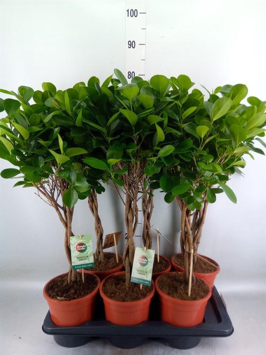<h4>Ficus microcarpa 'Moclame'</h4>