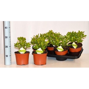 CRASS OVATA