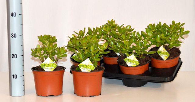 CRASS OVATA